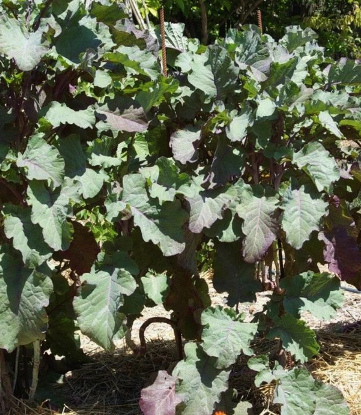 Perennial Purple Leaf Tree Collard Cutting - Unrooted Live Cutting - Brassica oleracea var. acephala - Ideal for Garden or Container