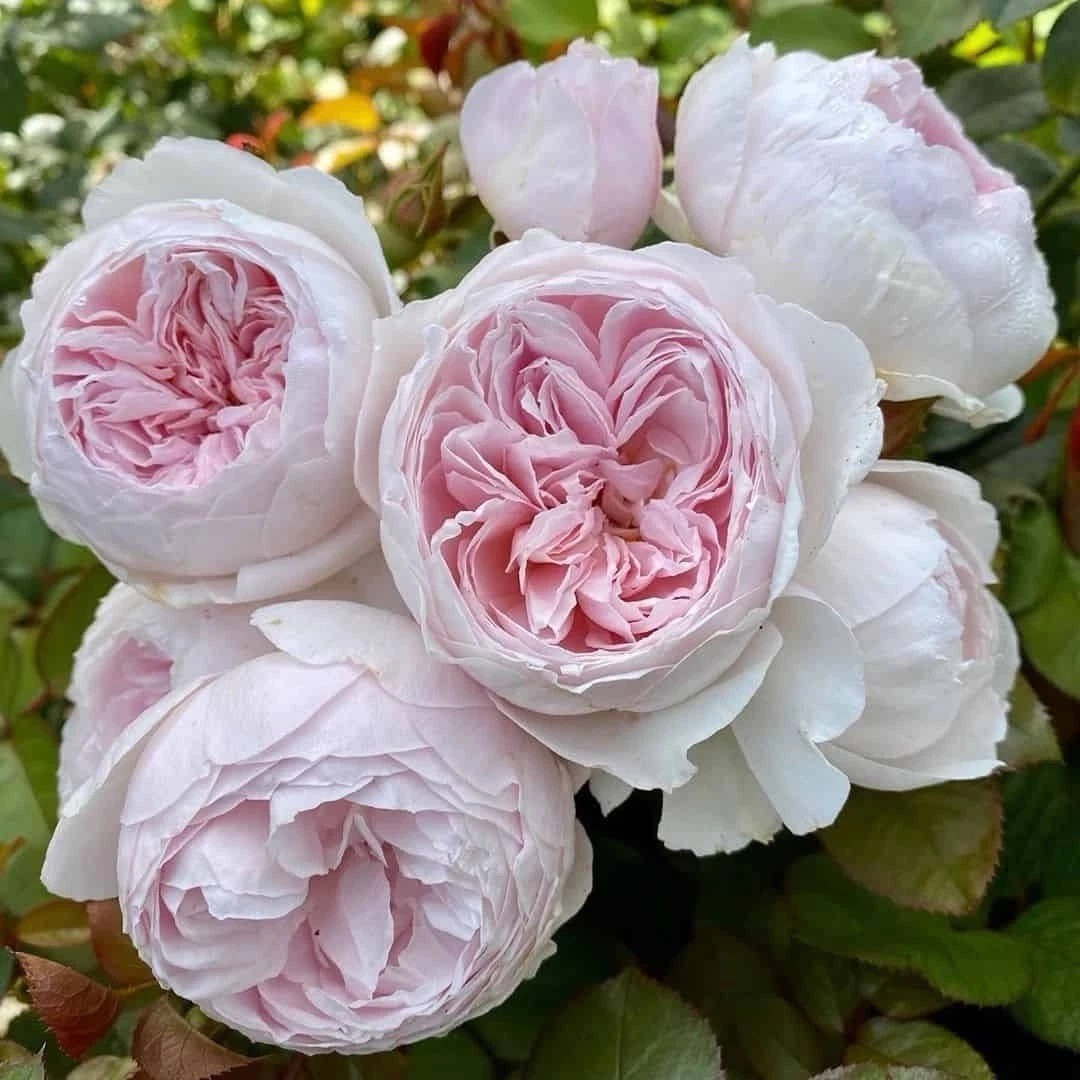 Earth Angel Rose Cuttings - 3 Unrooted Floribunda Stems, Soft Pink, Fragrant Variety - Rosa (Earth Angel) for Propagation