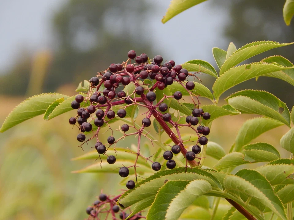 Elderberry Cuttings - 5 Fresh Unrooted Stems for Planting - Sambucus Berry Bush for Garden Propagation