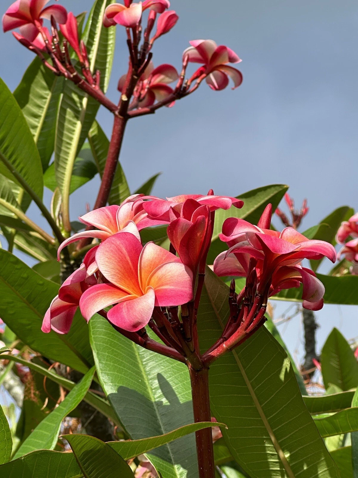 Pink Plumeria Cuttings - 3 Fresh 10-Inch Stems, Frangipani (Plumeria rubra), Tropical Garden Starter Plants