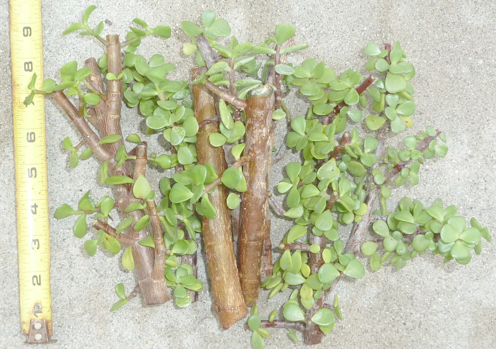 Live Jade Bonsai Cuttings - 5 Unrooted Portulacaria afra with Cork Bark - Elephant Bush Succulent for Propagation