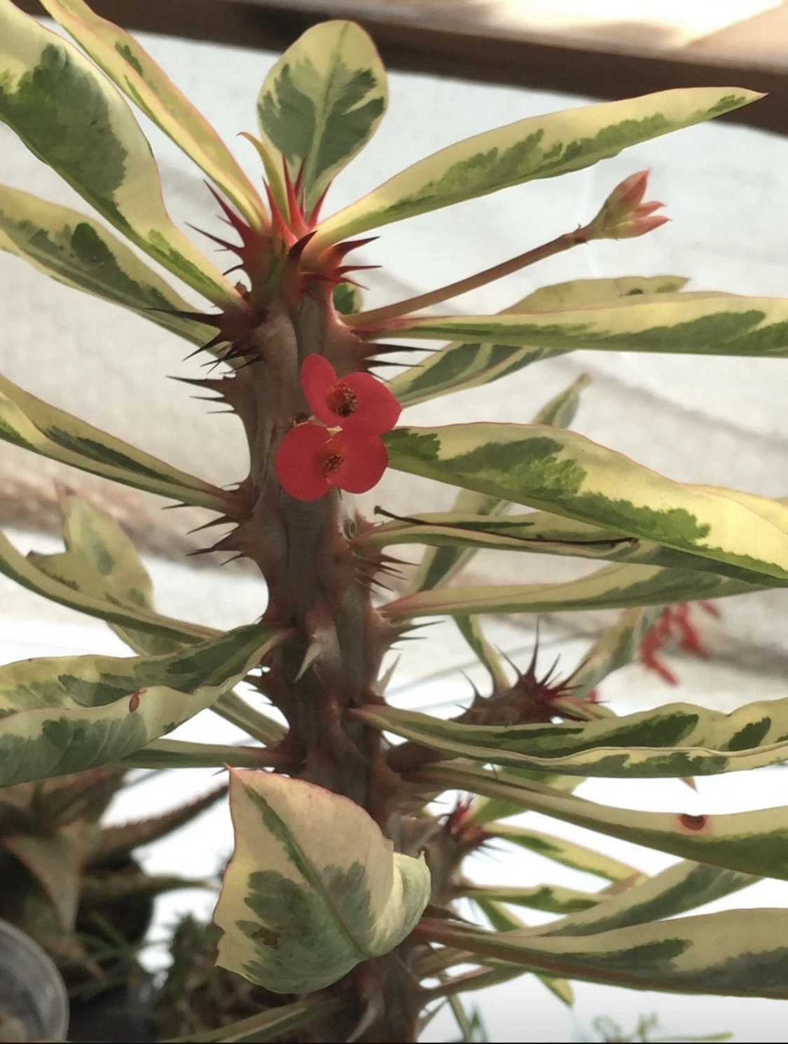 Variegated Euphorbia Crown of Thorns Plant – 4" Rooted Succulent with Colorful Leaves, Easy Care - Euphorbia milii (var.)