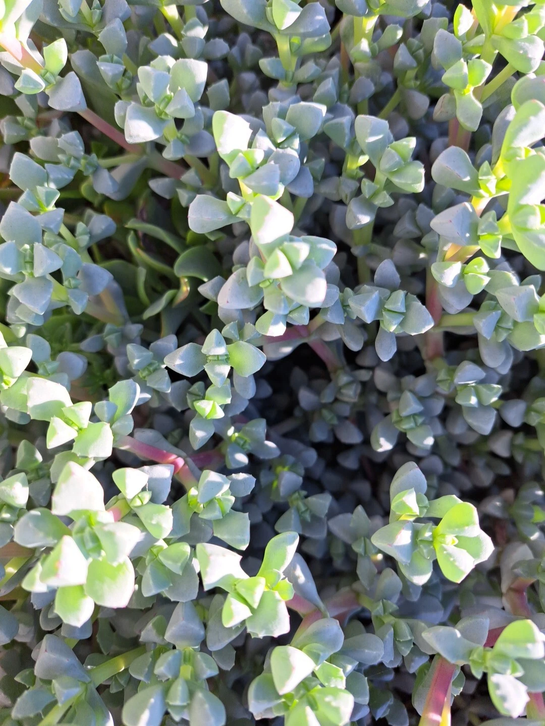 10 Fresh Cuttings Oscularia Deltoides Ice Plant Succulent - Deltoid Dew Plant - Easy to Propagate, Green Foliage, Pink Blooms