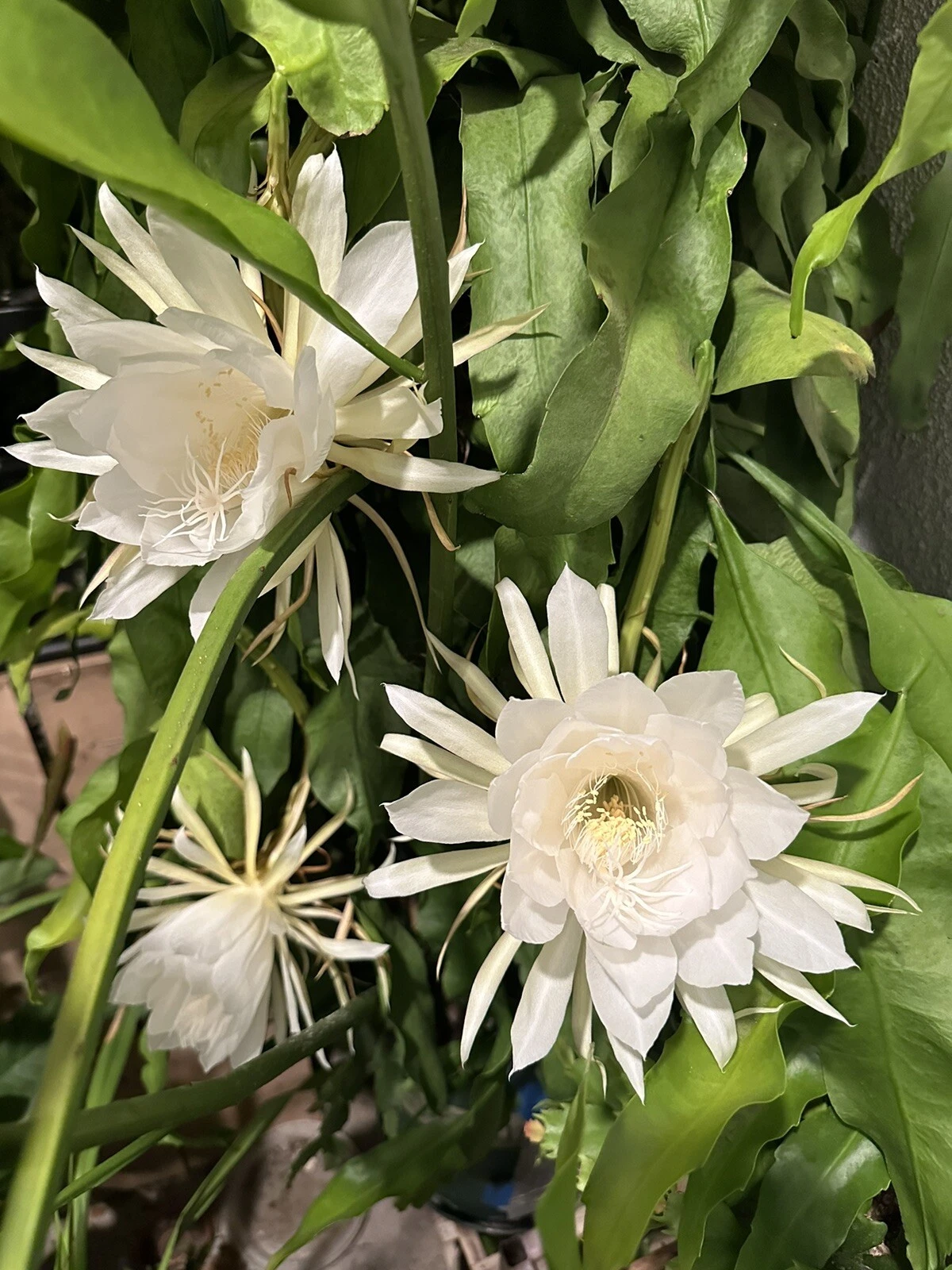 Queen of the Night Orchid Cactus Cutting 6-12 Inch Unrooted Epiphyllum Oxypetalum for Planting and Propagation