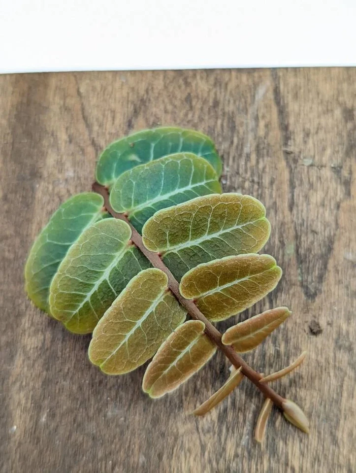 Marcgravia sp. ‘Mendez’ Cutting – 10-Leaf Tropical Shingling Vine for Terrariums & Vivariums, Ideal for High Humidity Settings