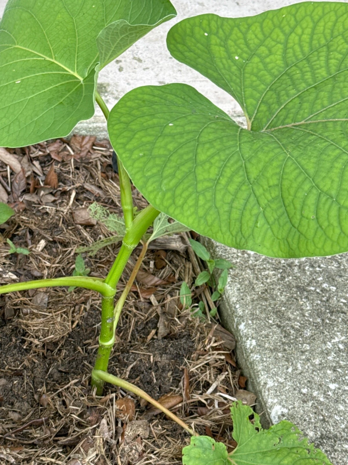 Hoja Santa Live Plant 10 Inch, Mexican Pepperleaf (Piper Auritum) for Garden or Container Planting, Aromatic Green Leaves