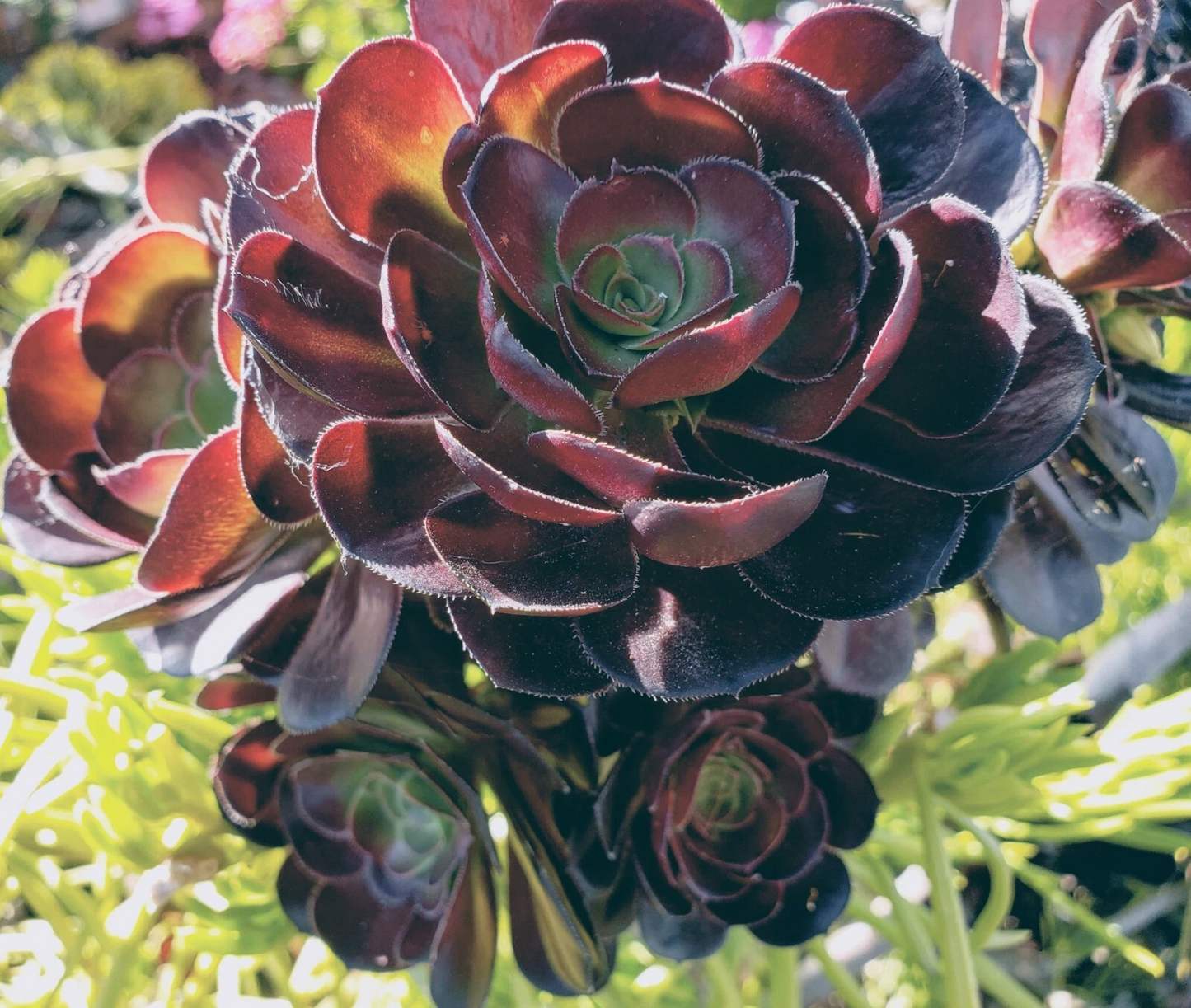 Aeonium Cutting 3–5" Black Rose Succulent - Aeonium arboreum ‘Zwartkop’ Dark Rosette Starter for Pots & Gardens