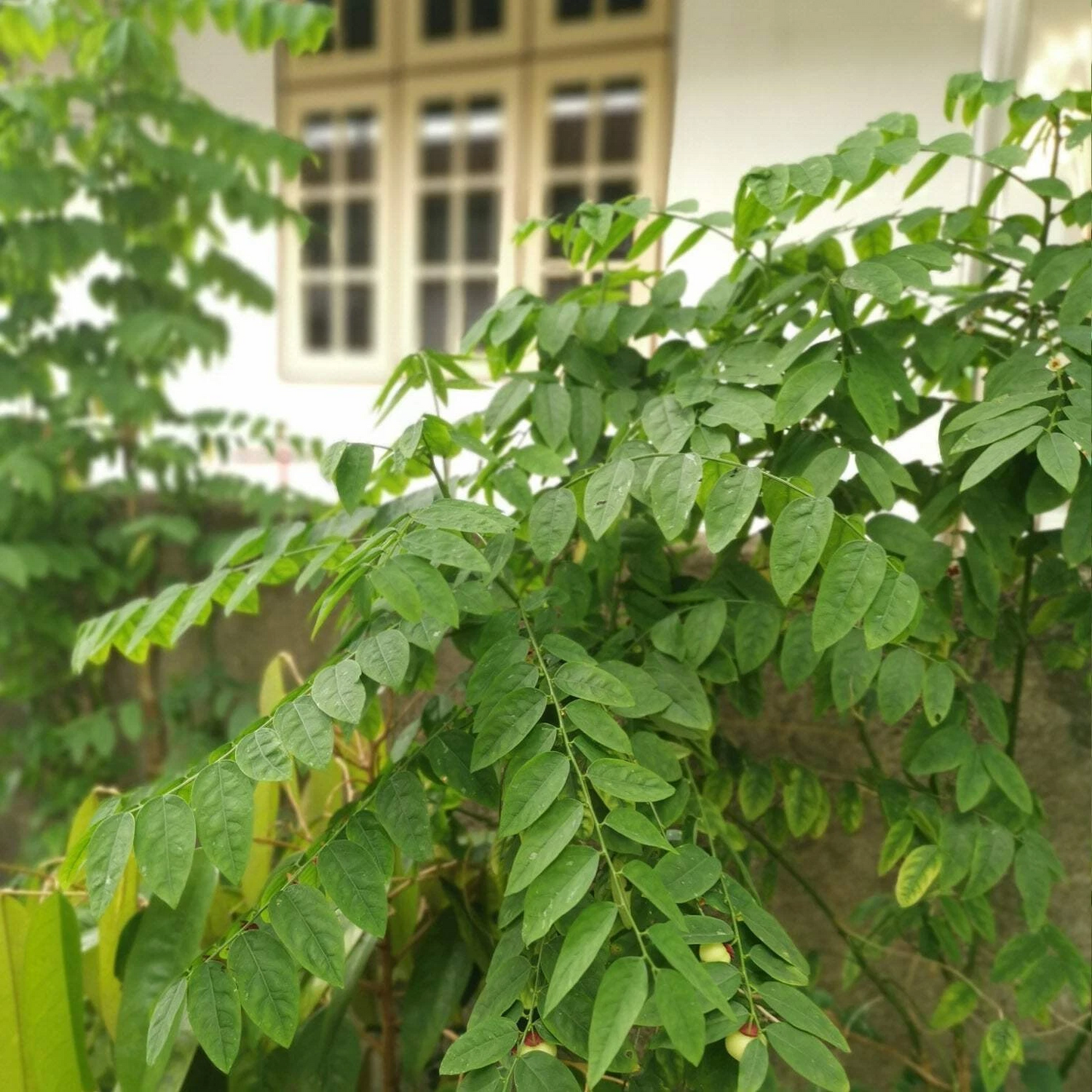 Live Katuk Plant - Sweetleaf Bush, Tropical Perennial Shrub, Sauropus androgynus, Potted Starter for Gardens or Containers