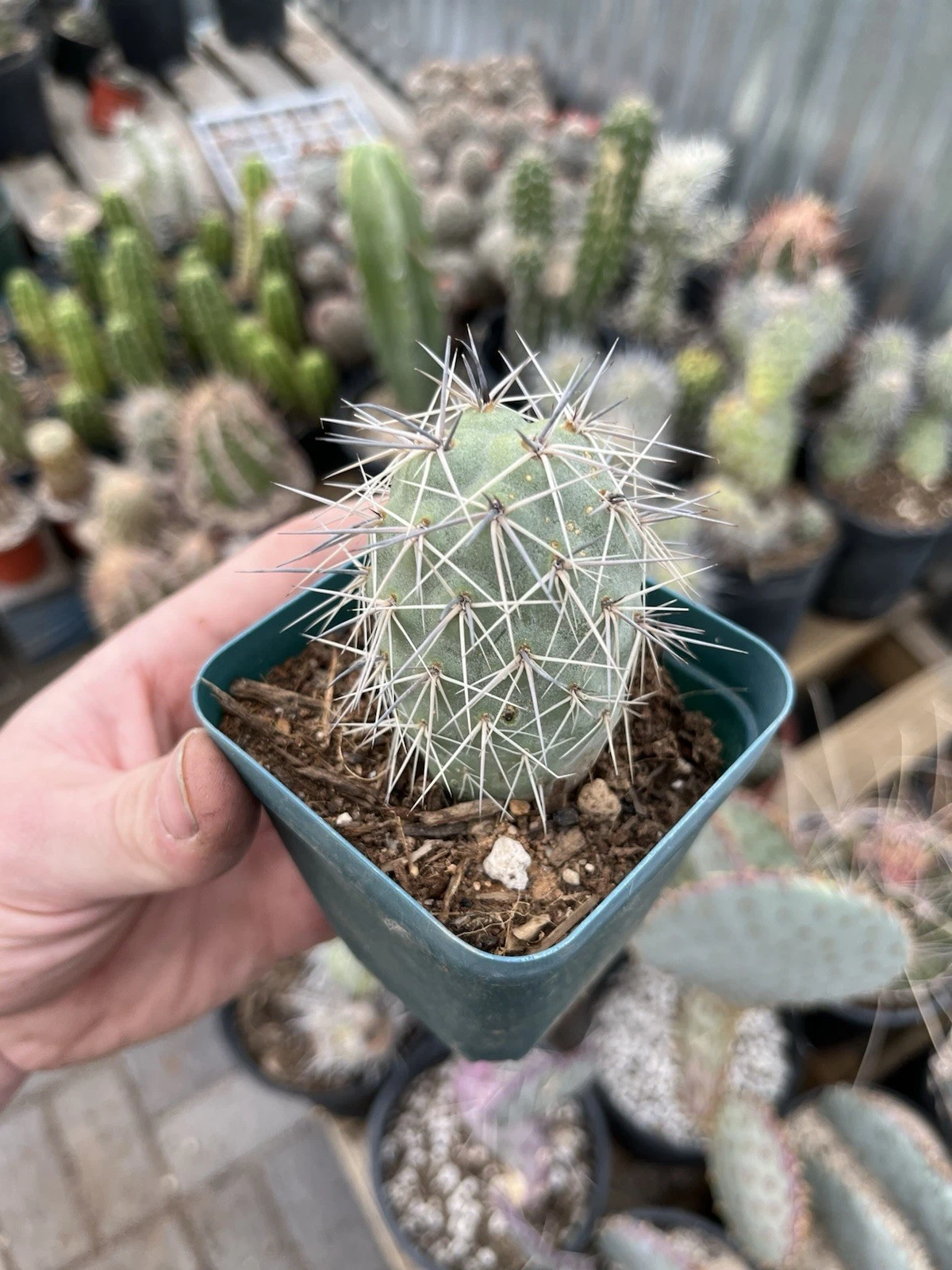Rooted Tephrocactus alexanderii Cactus - Rare XL Single Segment “One Ball” Opuntia Species for Collectors, Bare Root Plant