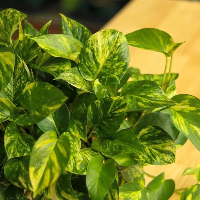 Golden Pothos Cuttings - 3 Unrooted Starter Plants - Epipremnum Aureum - Indoor Vine Houseplant with Green and Gold Leaves