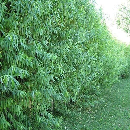 Unrooted Cuttings - 50 Hybrid Willow Tree Cuttings - Salix Hybrid for Propagation and Garden Planting