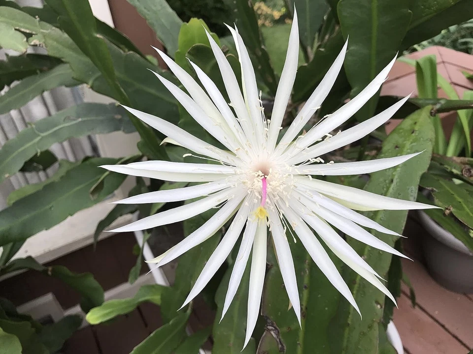 Epiphyllum Orchid Cactus Cuttings – 3 Night Blooming Cereus Hookeri Strictum Stems for Rooting – Ideal for Propagation