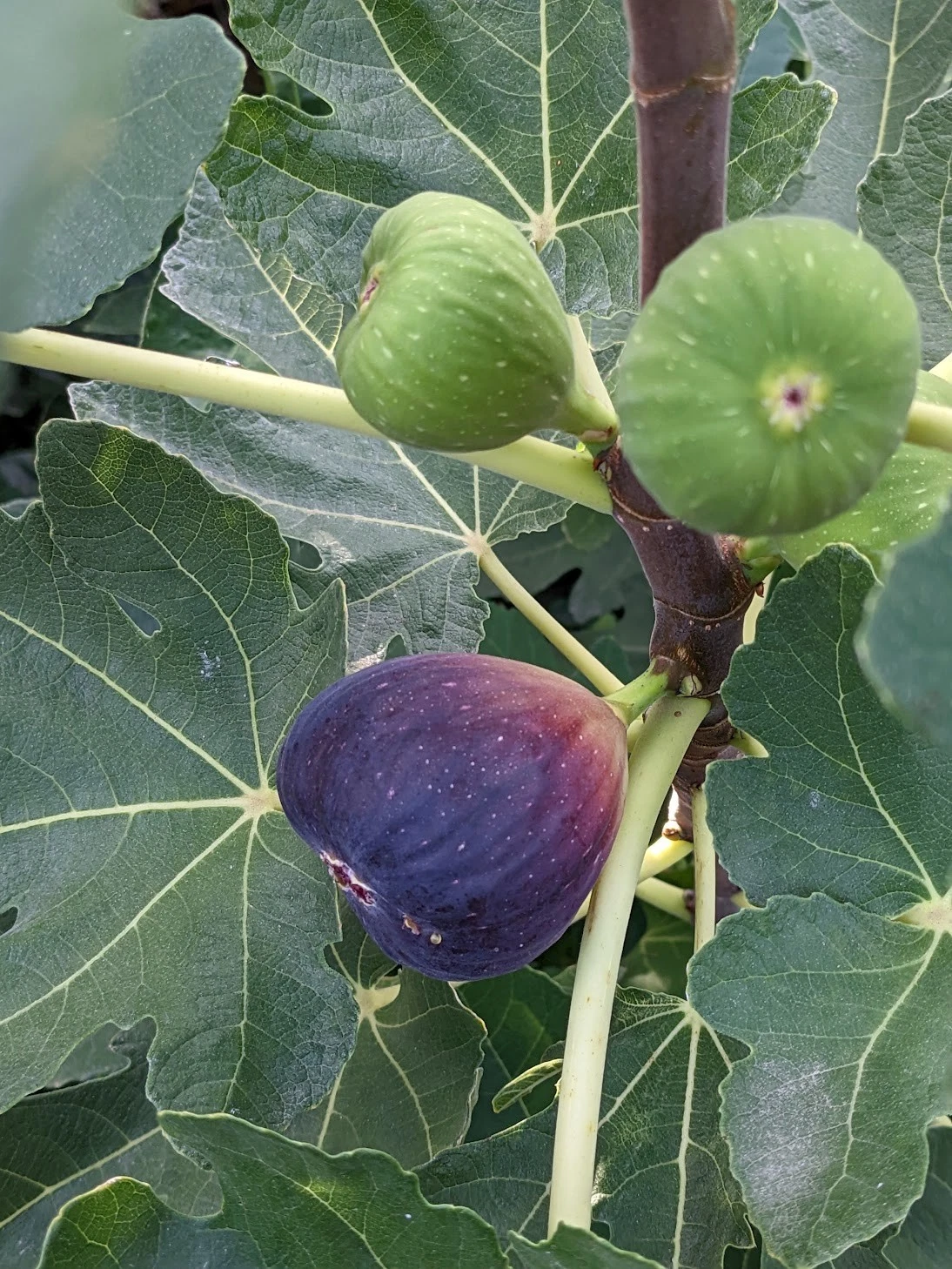 Brown Turkey Fig Tree Cuttings - 12 Unrooted Scions for Propagation - Ficus Carica Grafting Wood for Home Orchards