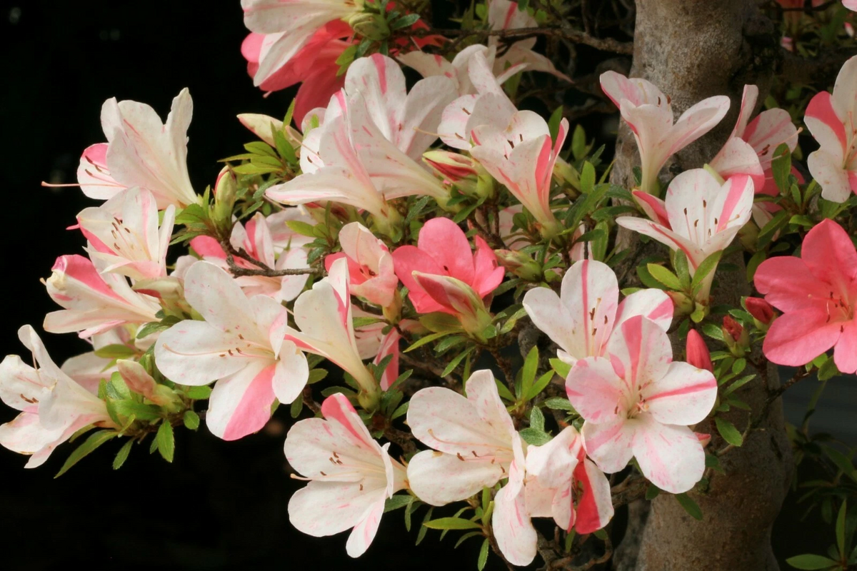 Live Astronaut Azalea Starter Plant - Bi-Color Striped Blooms - Deciduous Rhododendron - Flowering Garden Shrub