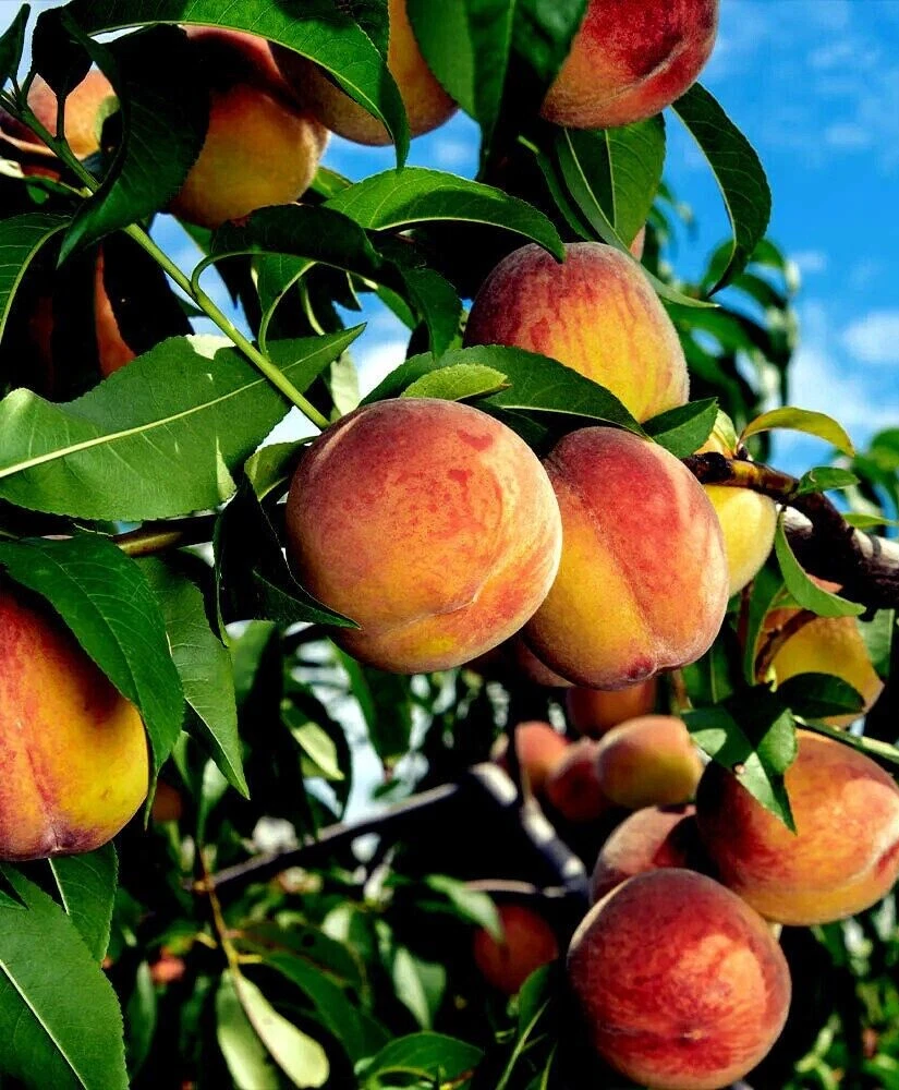 6 Fresh Yellow Peach Tree Cuttings - Unrooted 6–8 Inch Stems - Prunus persica - Ideal for Propagation and Home Orchards