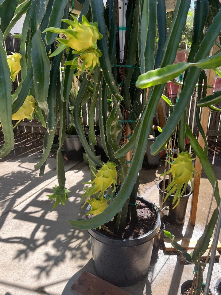 Yellow Dragon Fruit Cuttings 4 Pack Israel Yellow 7–9” Stems Hylocereus Starter Cuts for Exotic Fruit Gardening