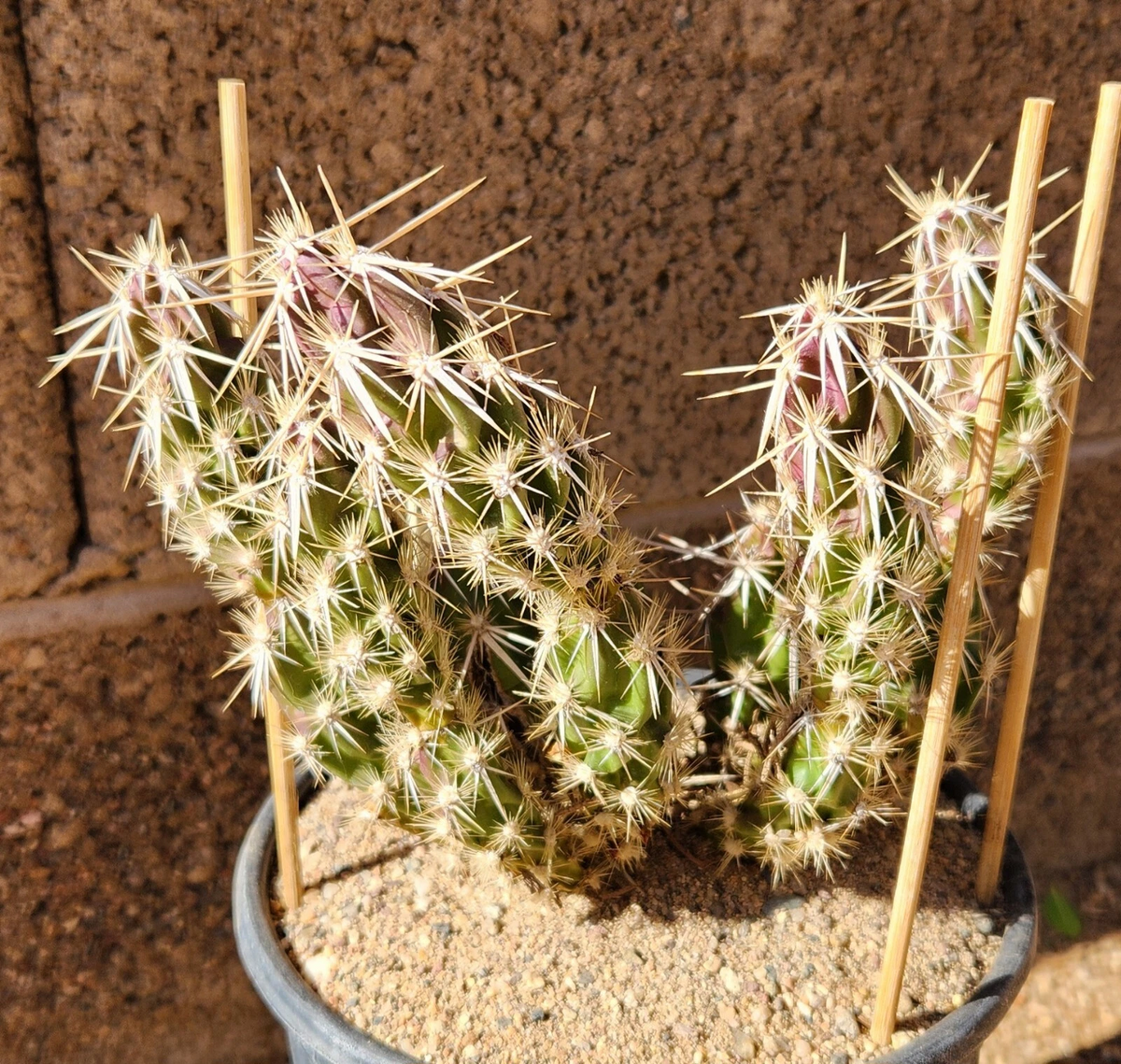 Grusonia Clavata Cactus Cutting - Club Cholla - Hardy Desert Plant - 1 Live Segment - Drought-Tolerant & Easy to Root