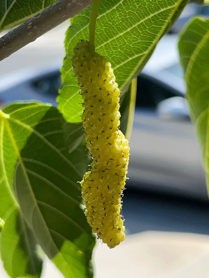 White Pakistan Mulberry Cuttings 10pcs | Sweet Long Fruit Variety | Morus alba | Ideal for Grafting or Rooting