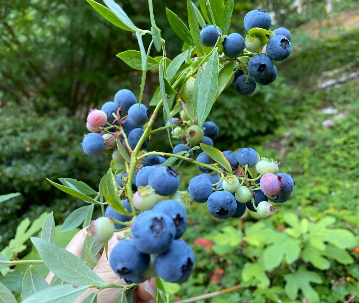 Evergreen Blueberry Plant Cuttings - 4 Unrooted Vaccinium Cuttings - Fruit Shrub with Red Fall Foliage - Propagation Ready