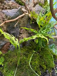 Monstera Obliqua Peru Cuttings Set of 3 Unrooted Runner Nodes for Propagation - Tropical Houseplant, Scientific Name: Monstera obliqua