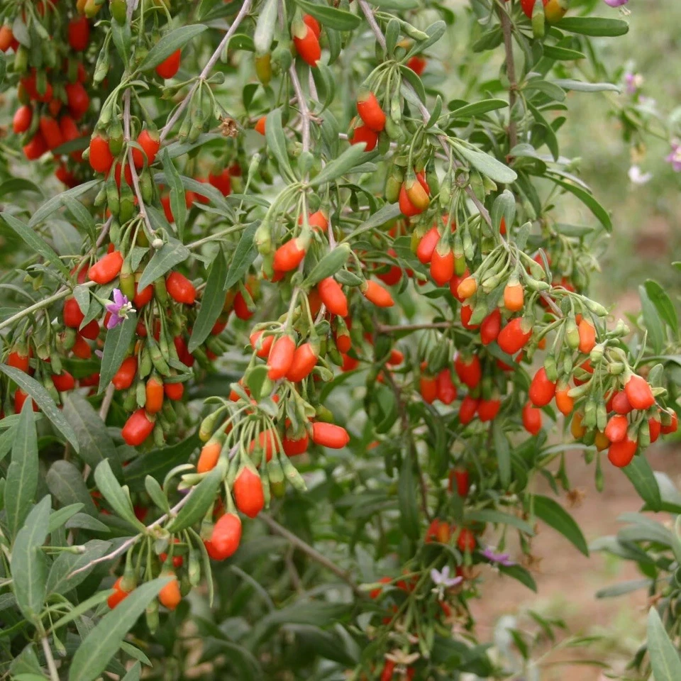 Goji Berry Live Plant - 6" Potted Cutting, Lycium barbarum Starter for Home Garden, Hardy Fruit Shrub for Edible Landscapes