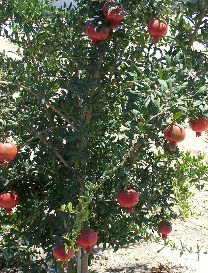 Wonderful Pomegranate Cuttings - Lot of 4 Unrooted Cuttings, Punica Granatum 'Wonderful' for Propagation and Planting