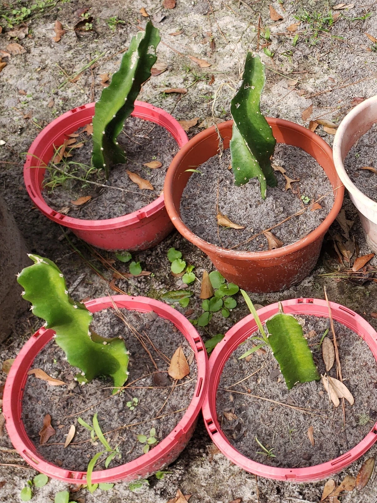 American Beauty Dragon Fruit Cuttings - 3 Unrooted Red Pitaya Cactus Cuttings - Hylocereus spp. for Planting and Propagation