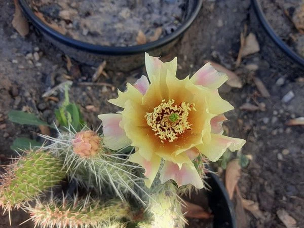 Opuntia polyacantha Cactus Cutting – Hardy Prickly Pear Pad for Xeriscapes, Rock Gardens, and Drought-Tolerant Landscaping