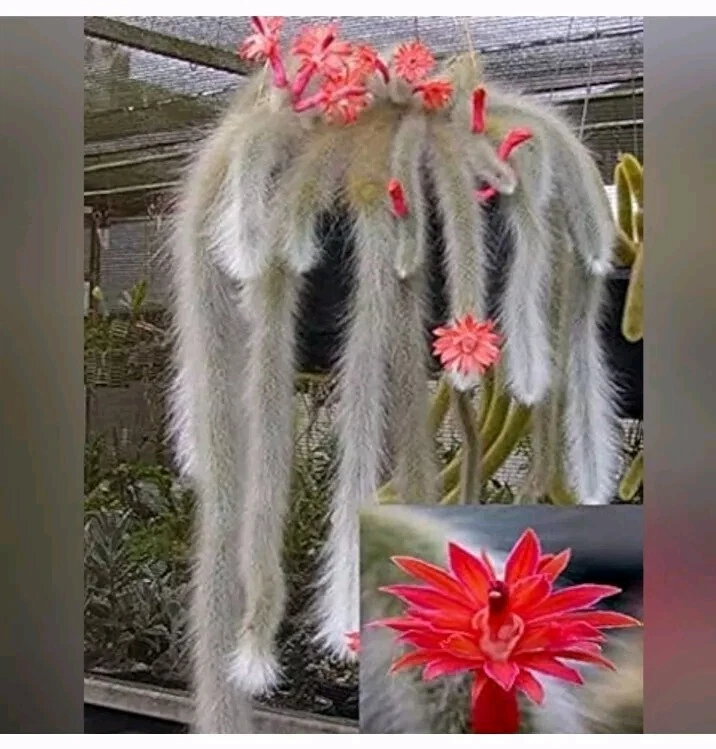 Monkey Tail Cactus Cutting - 8 Inch Fuzzy Trailing Succulent - Cleistocactus winteri / Hildewintera colademononis