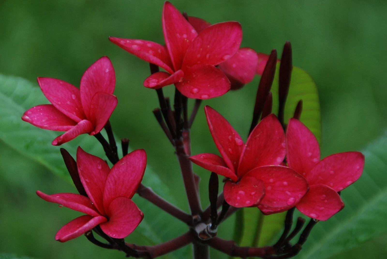 Red Plumeria Cutting 10–12" – Rare Frangipani Variety, Unrooted Live Cutting, Plumeria rubra for Tropical Gardens