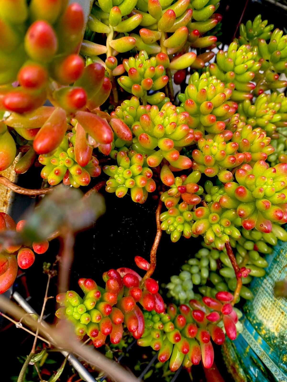 Variegated Jelly Bean Succulent Cuttings - Sedum rubrotinctum - 6 Fresh Cuttings for Propagation - Colorful Pork & Beans Plant