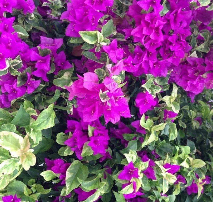 Blueberry Ice Bougainvillea Plants - Set of 2 Rooted Outdoor Bougainvillea - Bougainvillea 'Blueberry Ice'
