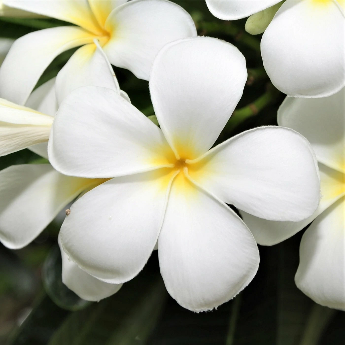 White Plumeria Cutting - 9-12 Inch Unrooted Stem - Tropical Flowering Plant - Plumeria spp. for Garden or Container Growing