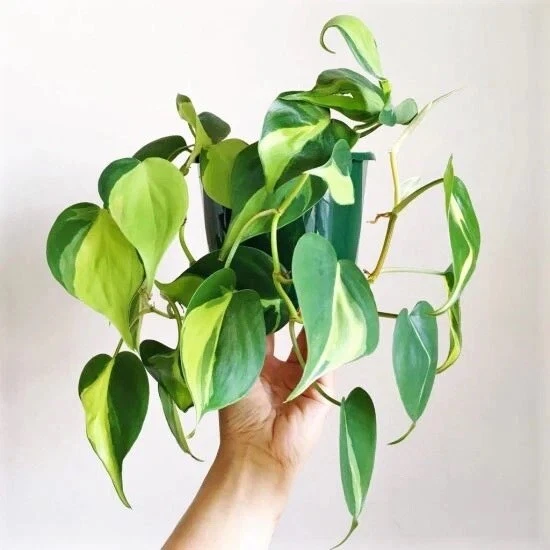 Philodendron Brasil Cuttings – 3 Unrooted Heartleaf Cuttings – Variegated Indoor Plant for Easy Propagation - Philodendron hederaceum