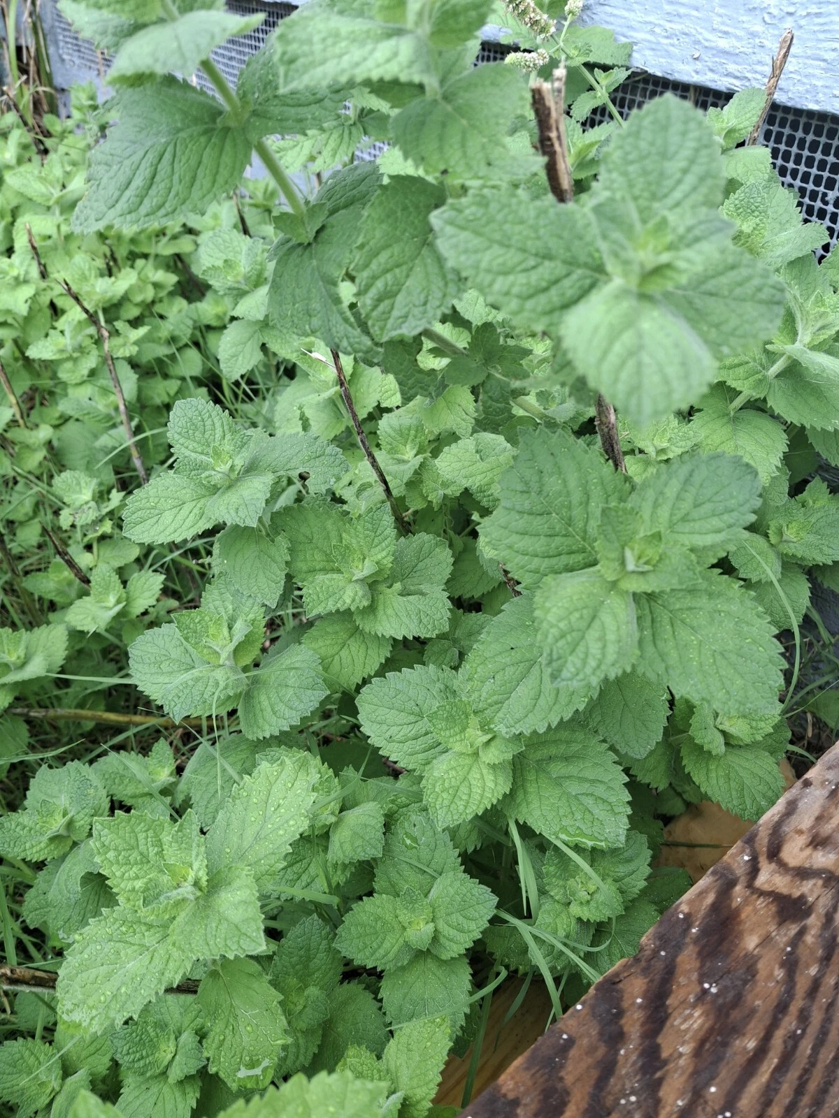 Spearmint Plant Cuttings – 10 Rooted Pieces – Mentha spicata – Naturally Grown Herb for Containers & Gardens