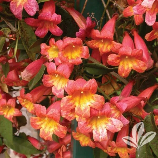 Tangerine Beauty Crossvine Starter Plant - Climbing Vine with Orange-Red Flowers - Bignonia capreolata for Garden or Trellis