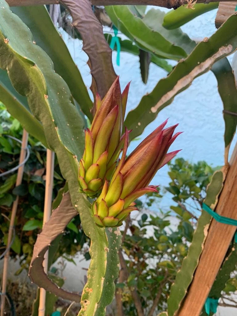 Dragon Fruit Cutting Unrooted 10-14 Inch Pitaya Cactus for Planting - Hylocereus spp.