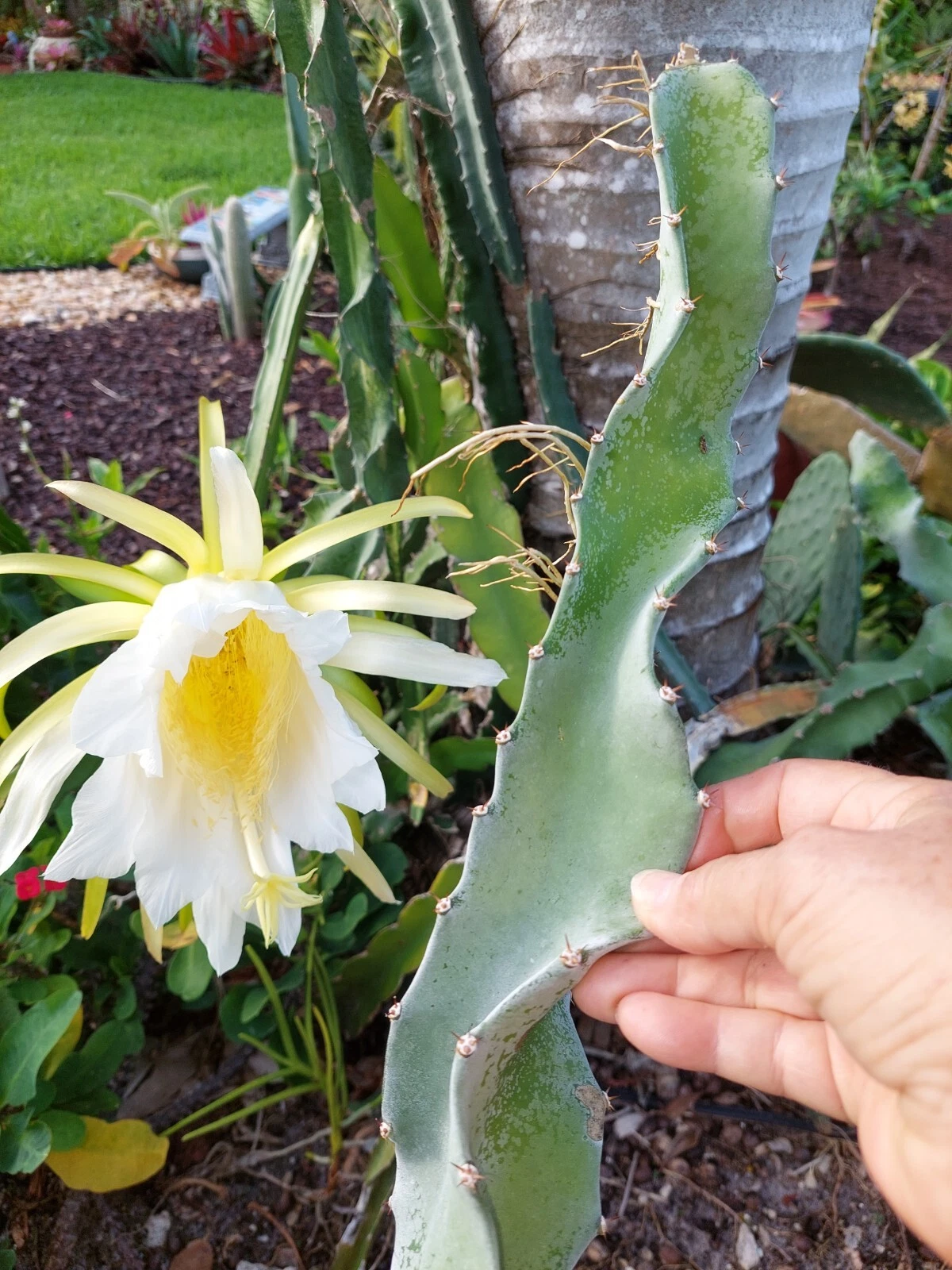 Dragon Fruit Cutting - 8 Inch Hylocereus Undatus Pitaya Cactus Vine for Planting - Live Unrooted Propagation Cutting