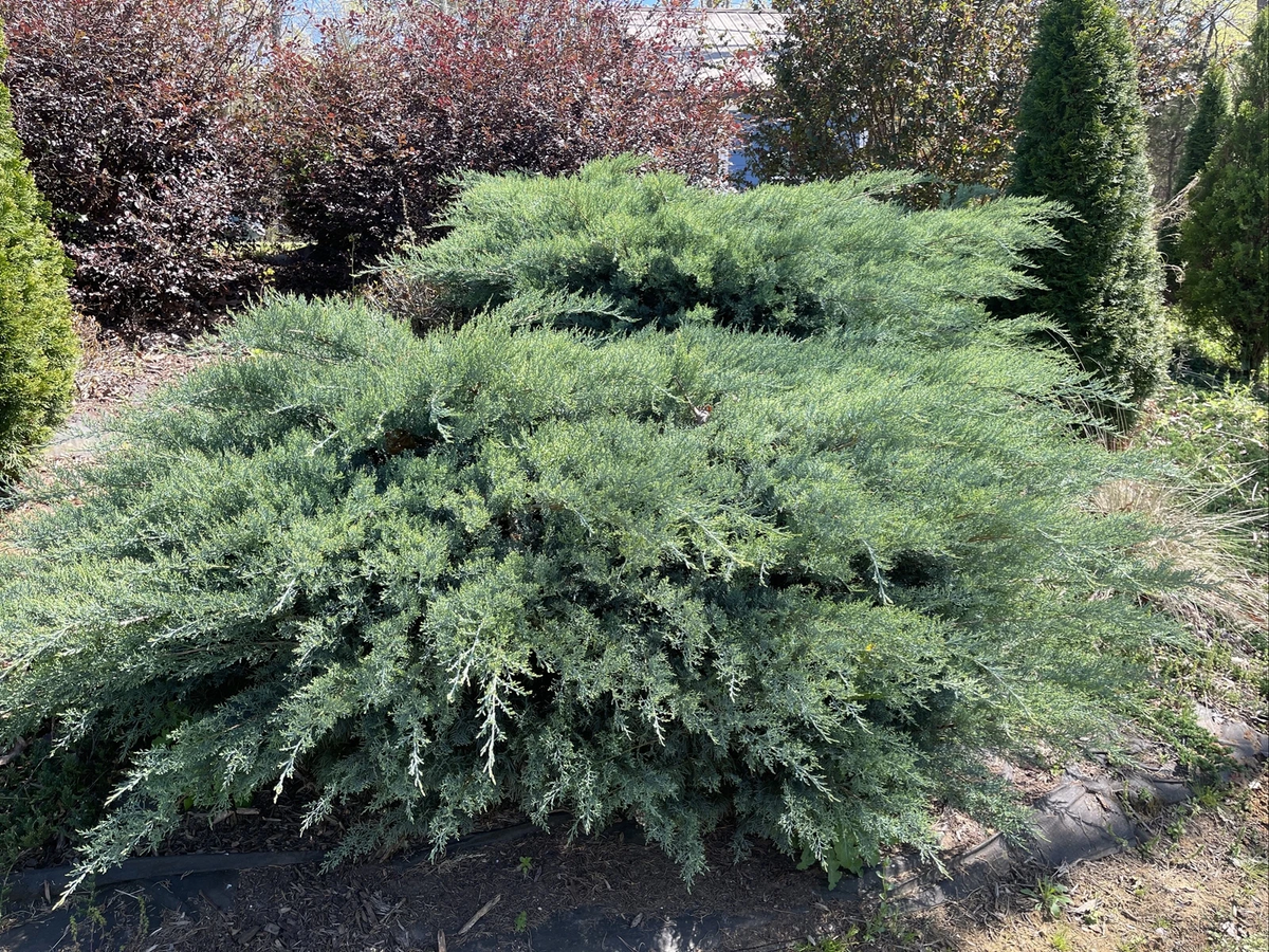 Grey Owl Juniper Cuttings - 30 Unrooted 6–7 Inch Evergreen Shrub - Juniperus virginiana × Juniperus horizontalis ‘Grey Owl’
