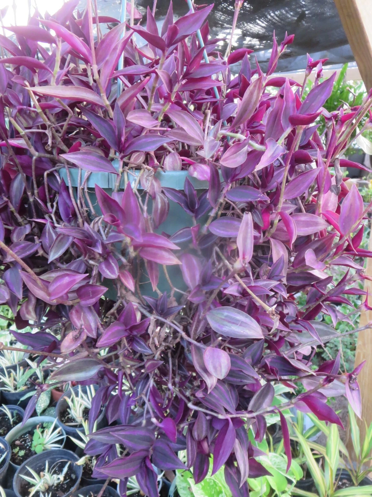 Tradescantia Cuttings - 20 Unrooted Dark Burgundy Wandering Jew Stems for Propagation - Tradescantia zebrina