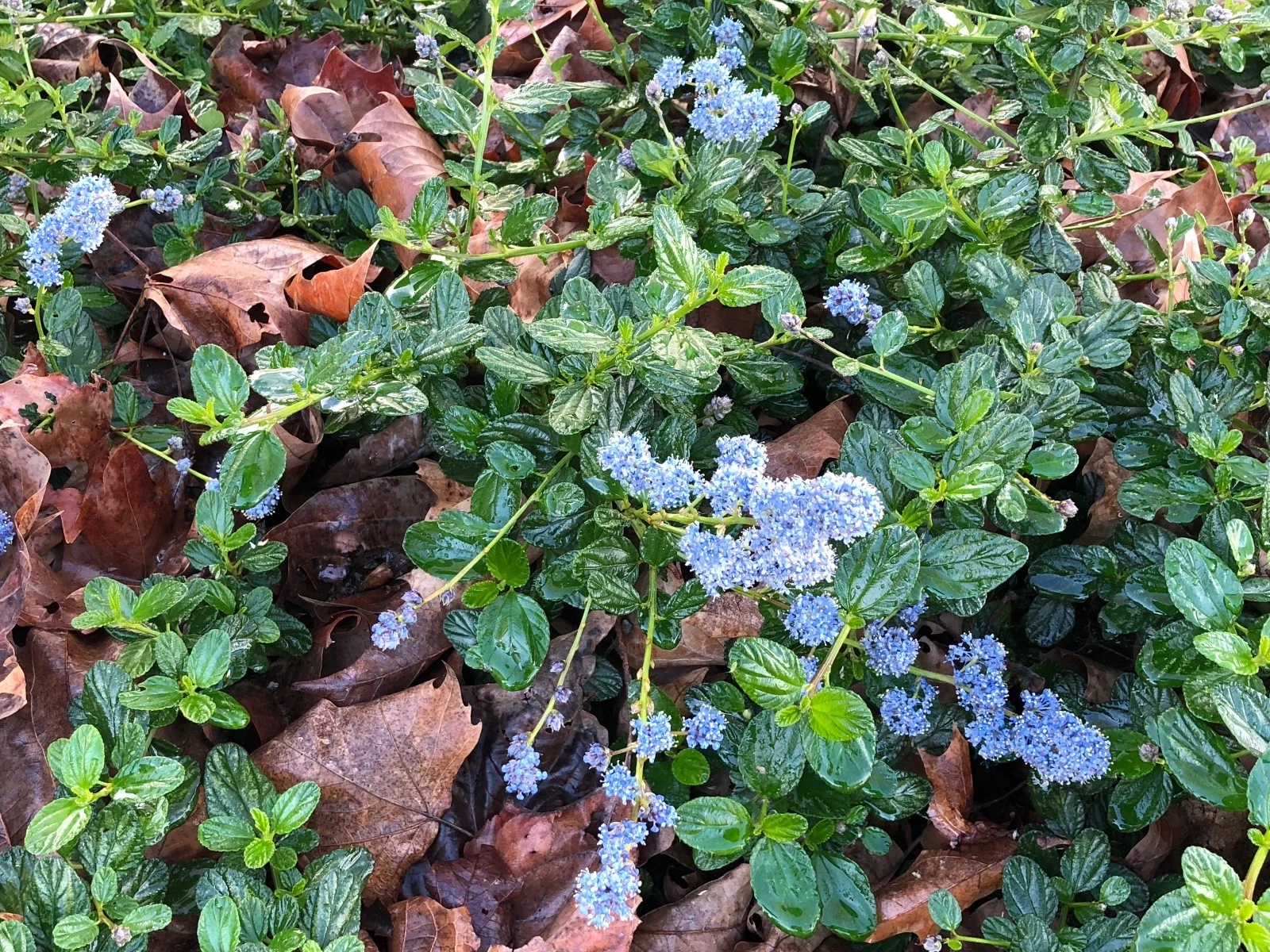 Live Ceanothus Horizontalis Cuttings - California Lilac - Organic Shrub Cuttings for Propagation - Drought Tolerant Plant