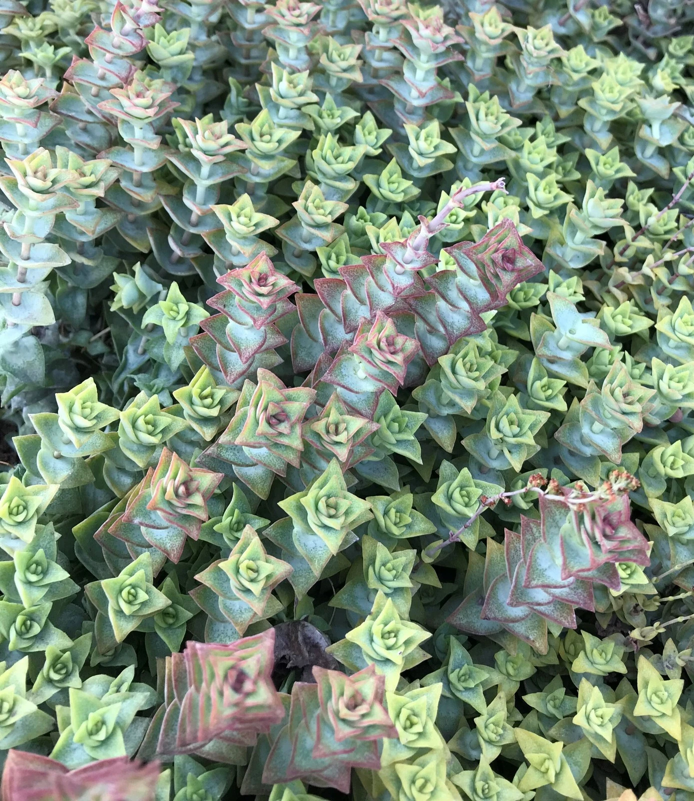 15 Live Crassula Perforata Variegata Cuttings - String of Buttons Succulent - Unrooted Plant Stems for Propagation