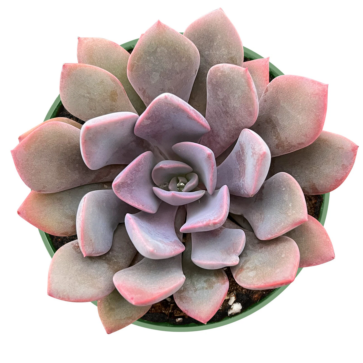 Live Graptoveria 'Debbi' Succulent Plant in 4-Inch Pot - Pink Lavender Rosette - Easy Care Graptoveria Hybrid