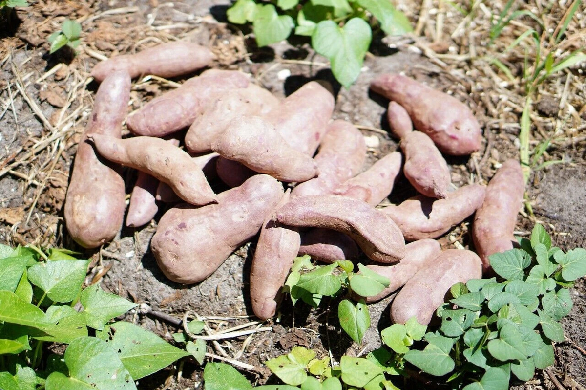 Sweet Potato Slips – 10 Unrooted Cuttings – Mixed Varieties – Ipomoea Batatas Vines for Gardening