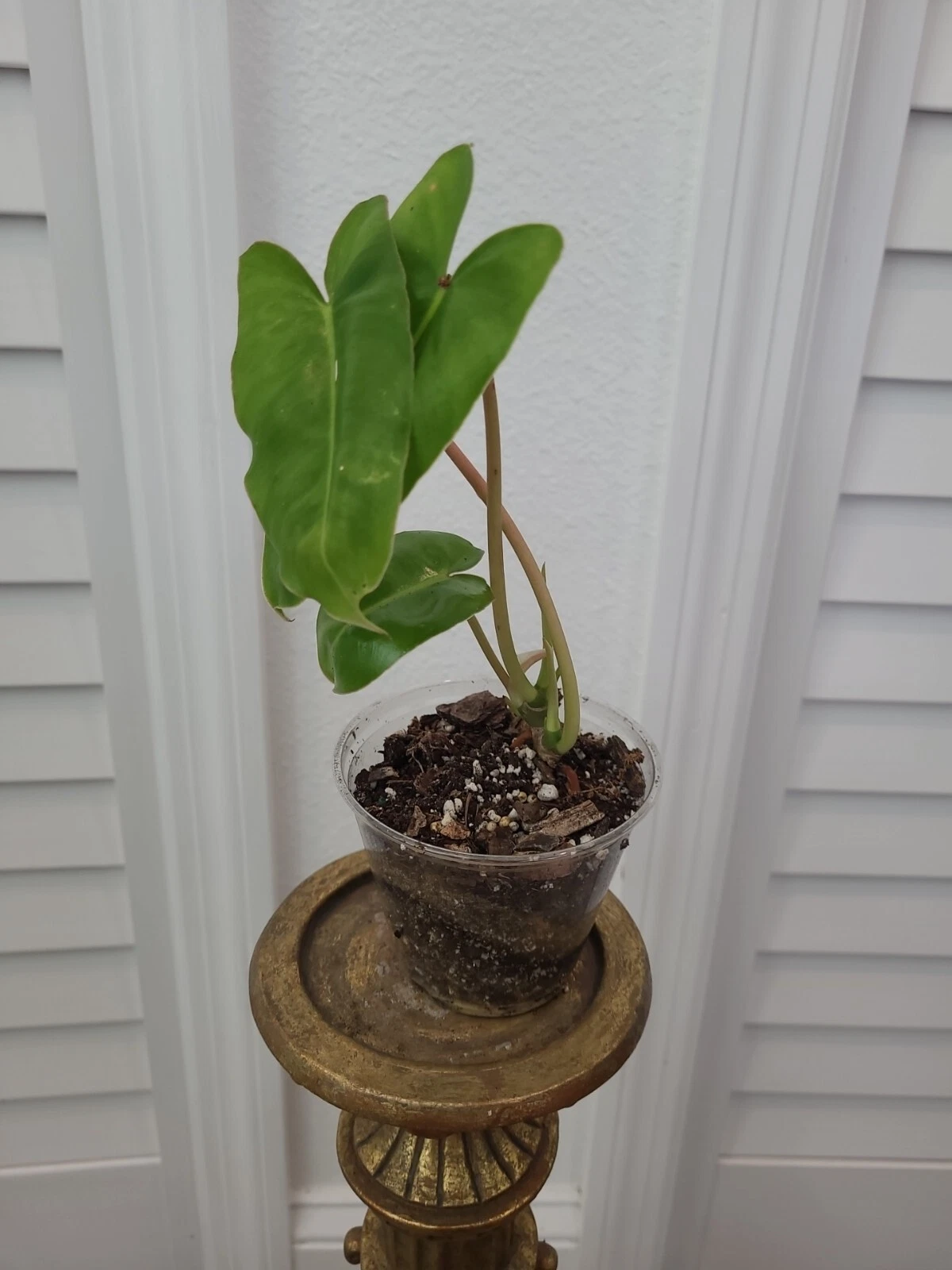 Philodendron Burle Marx Live Plant - Rooted Green Houseplant with Multiple Growth Points - Philodendron burle-marxii
