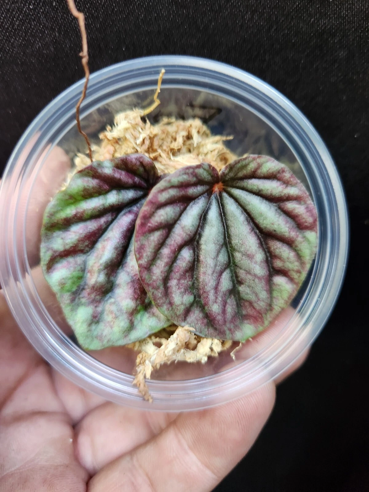 Red Ripple Peperomia Cutting in Propagation Cup - Peperomia caperata - Live Indoor Houseplant Leaf with Burgundy Foliage