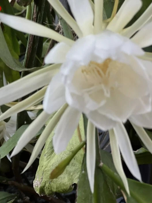 Queen of the Night Cuttings - 6 Unrooted White Bloom Epiphyllum oxypetalum - Orchid Cactus for Propagation