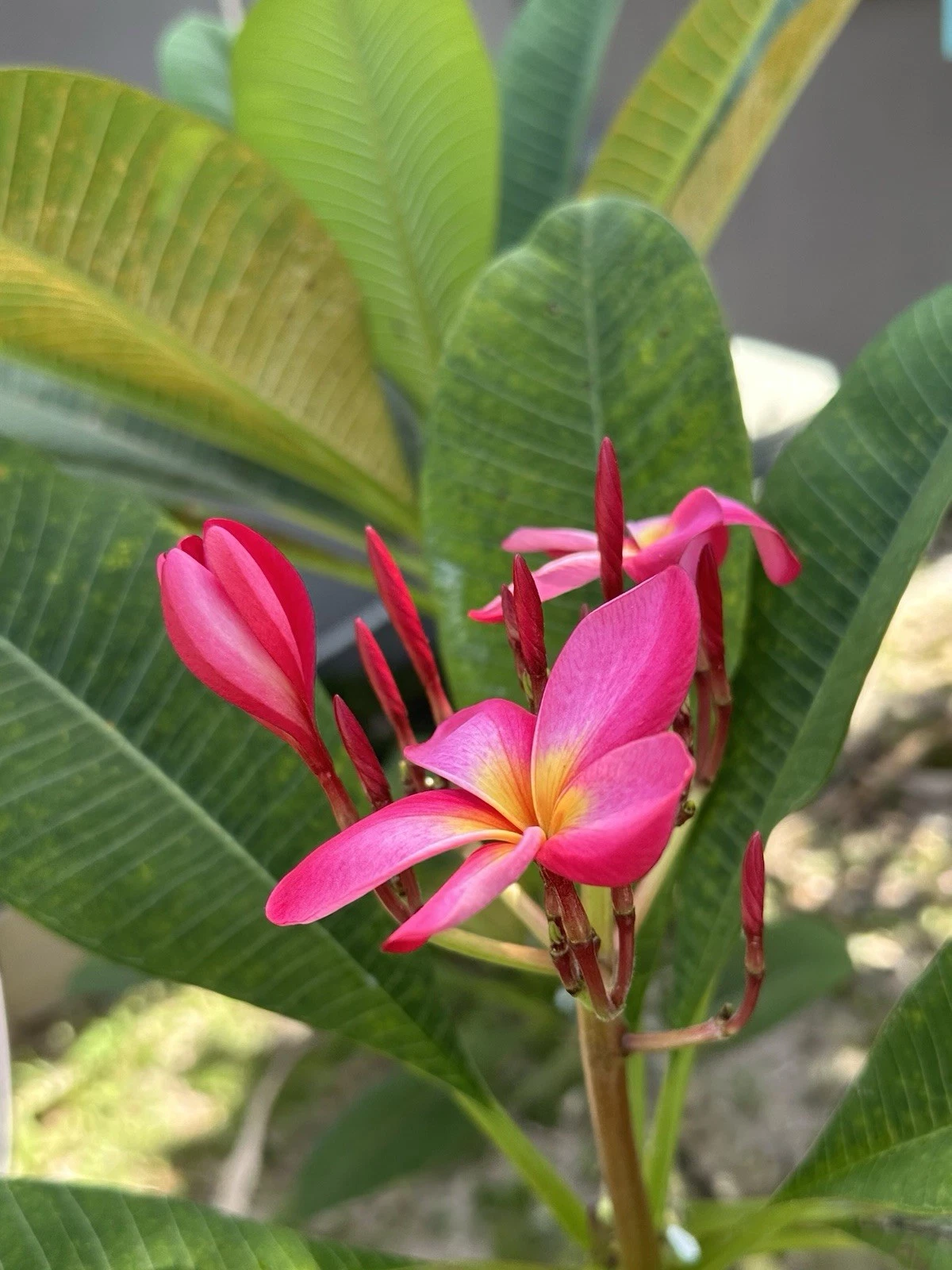 Hot Pink Plumeria Cutting - 12" Unrooted Frangipani Stem for Propagation - Plumeria rubra, Tropical Flowering Plant Starter