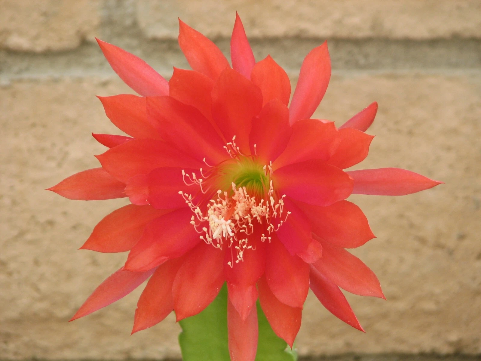 Epiphyllum Orchid Cactus Cutting - Unrooted Orange Red Bloom Hybrid - Epiphyllum Hybrid for Indoor Growing