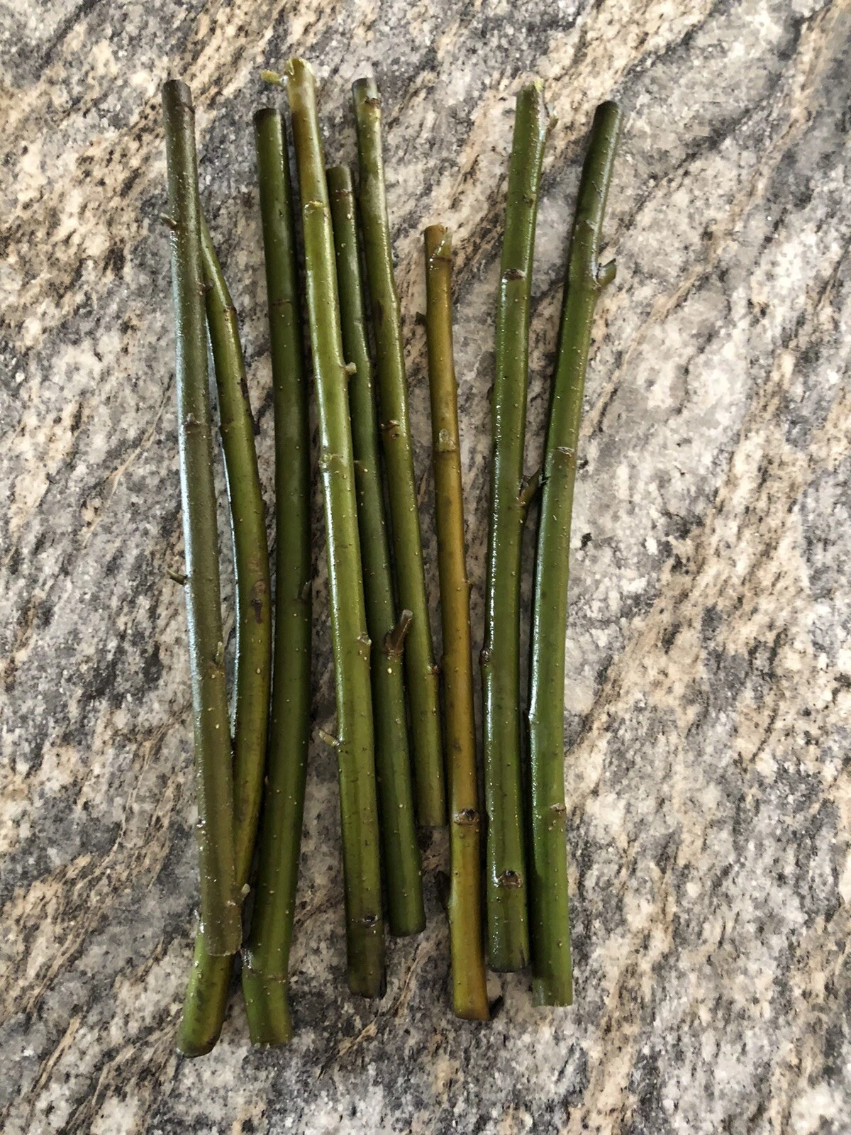 Austree Hybrid Willow Cuttings - 60 Live Planting Cuttings, Salix Hybrid Variety for Landscape and Screening Projects